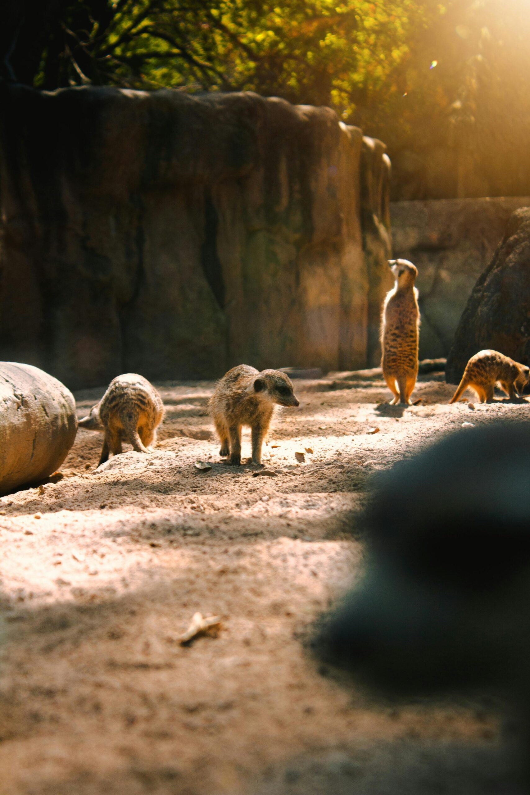A group of meerkats basking in sunlight within a zoo setting, showcasing natural behavior.